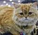 Cats Offer Key to Alzheimers Research Breakthrough
