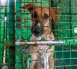 Amid uproar, larger SC bench to again hear stray dogs case today