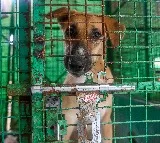 Amid uproar, larger SC bench to again hear stray dogs case today
