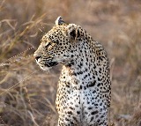 Leopard attack near Srisailam Parents save 3 year old Anjamma