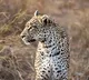 Leopard attack near Srisailam Parents save 3 year old Anjamma