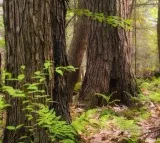 TN plans to introduce AI cameras to reduce human-wildlife conflict in Valparai forest