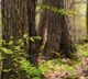TN plans to introduce AI cameras to reduce human-wildlife conflict in Valparai forest