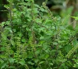 Tulsi Benefits Reduce Stress Levels by 36 Percent Study Reveals