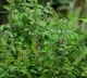 Tulsi Benefits Reduce Stress Levels by 36 Percent Study Reveals