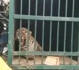 Leopard Finally Captured at SV University Campus
