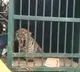 Leopard Finally Captured at SV University Campus