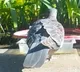 Nizamabad Pigeon Suspicious Pigeon Creates Stir in Bodan