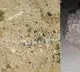 Dinosaur Era Fossils Discovered in Rajasthan Lake
