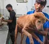 SC modifies earlier directions on stray dogs; orders their release post sterilisation, immunisation