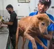 SC modifies earlier directions on stray dogs; orders their release post sterilisation, immunisation