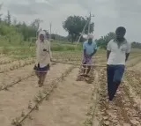 Distressing Farmer in Kadapa uses children as oxen due to poverty