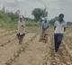 Distressing Farmer in Kadapa uses children as oxen due to poverty