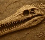 Phytosaur Fossil Discovered in Rajasthan Jaisalmer