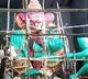 26-foot tall apple Ganesh idol to mark golden jubilee of Natraj Club in Sambalpur