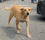 Rajasthan becomes 'first' state to implement Supreme Court's order on stray dogs