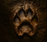 India's first full-length feature film with a real lion announced!