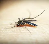 WHO-recommended spatial repellants effective for tackling malaria: Study