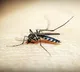 WHO-recommended spatial repellants effective for tackling malaria: Study