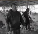 Medak Floods 10000 Chickens Dead in Poultry Farm