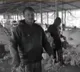 Medak Floods 10000 Chickens Dead in Poultry Farm