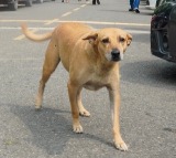 Rajasthan becomes first state to implement Supreme Courts order on stray dogs