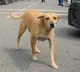 Rajasthan becomes first state to implement Supreme Courts order on stray dogs