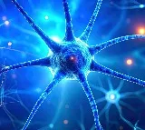 Overworked brain cells may burn out in Parkinson's disease: Study