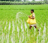 Monsoon rainfall remains favourable, Kharif sowing up 3.4 pc YoY: Report