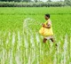 Monsoon rainfall remains favourable, Kharif sowing up 3.4 pc YoY: Report