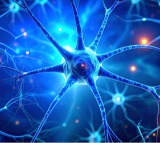 Overworked brain cells may burn out in Parkinsons disease says Study