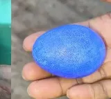 Desi Hen In Karnataka Lays A Blue Egg Wins A Fan Following Of Its Own