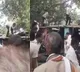 Monkey Throws Cash From Tree in Uttar Pradesh Viral Video