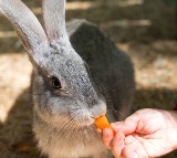 Sahasra Murder Case Boy Shows Love for Rabbit After Brutal Killing
