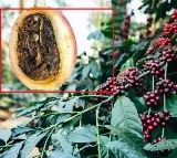 Araku Coffee Faces New Threat Coffee Berry Borer Worries Tribal Farmers