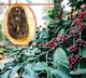 Araku Coffee Faces New Threat Coffee Berry Borer Worries Tribal Farmers