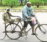 Nagarjuna University Employee Uses Langur to Control Monkeys