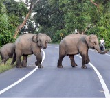 Human-elephant conflicts rise in TN's Coimbatore amid shortage of forest guards