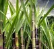Revelations Biotech to Build Worlds Largest FOS Plant in Nizamabad Telangana