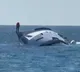 Luxury Ship Sinks Moments After Launch in Turkey