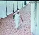 Golden Kalash worth Rs 1 Cr stolen from Red Fort during Jain religious event; suspect identified
