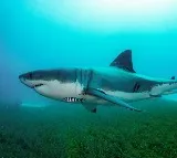 Man killed in shark attack at Sydney beach