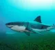 Man killed in shark attack at Sydney beach