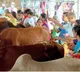 GST revamp to boost cooperative sector, 10 crore dairy farmers: Govt