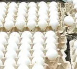 AP top in egg production says Director Damodar Naidu