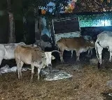 Cattle Smuggling Allegations Lead to Cows at Gharwa Police Station