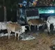 Cattle Smuggling Allegations Lead to Cows at Gharwa Police Station