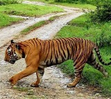 Tiger travels 450 km to settle in Yedshi Ramling Ghat Sanctuary