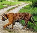 Tiger travels 450 km to settle in Yedshi Ramling Ghat Sanctuary