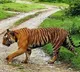 Tiger travels 450 km to settle in Yedshi Ramling Ghat Sanctuary